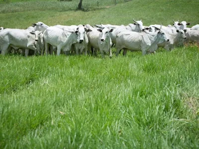 Prepare o bolso: carne bovina vai ficar mais cara a partir de 2025