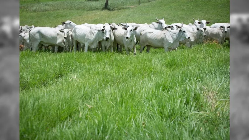 Safra de milho poderá reduzir preço da carne, leite e ovos para o consumidor