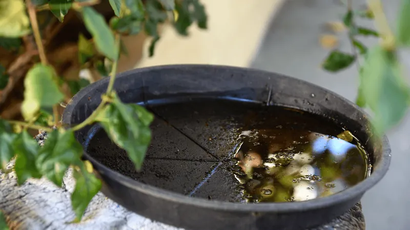 Bauru registra aumento de casos de dengue