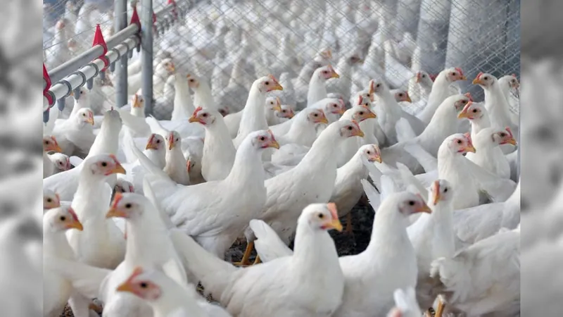 Exportações brasileiras de carne de frango alcançam 514,6 mil toneladas em março