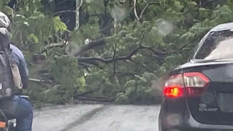 Foi registrada queda de árvores em pontos da cidade