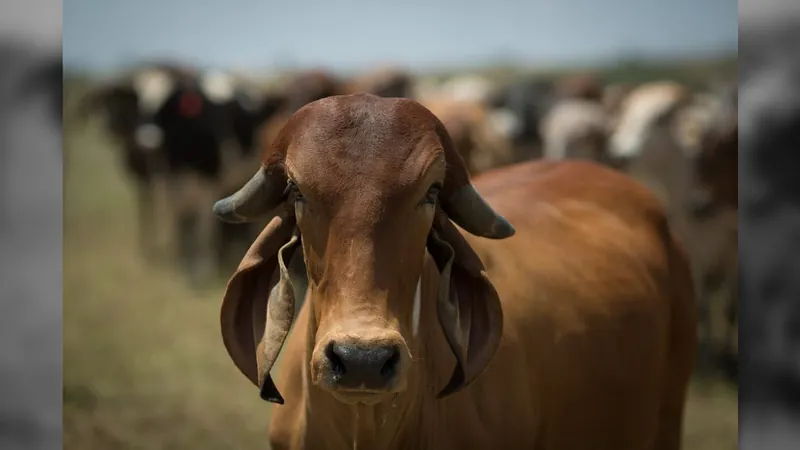 Brasil poderá exportar carne bovina para o México