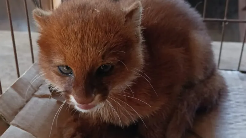 O felino vive em algumas regiões do país