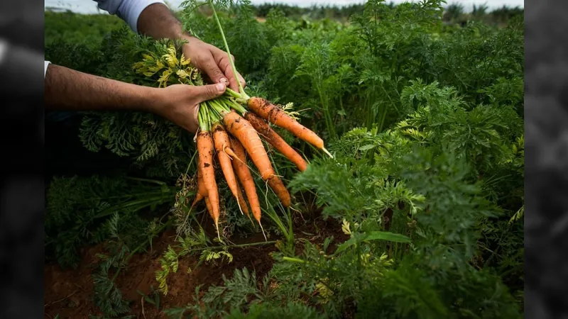 De acelga a tomate: dicas para ter uma horta legal no mês de março