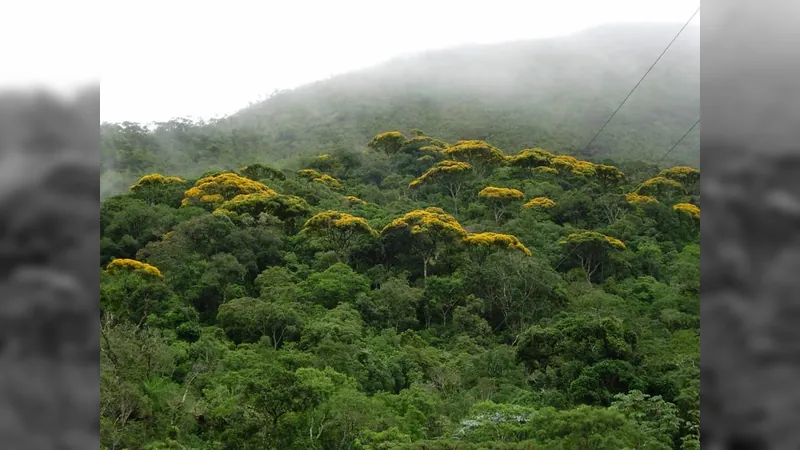 Inpe aponta desmatamento recorde na Amazônia e Cerrado