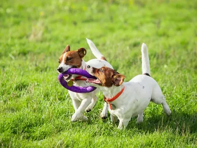 Rota das Bandeiras realiza feira para adoção de cães resgatados no Corredor Dom Pedro