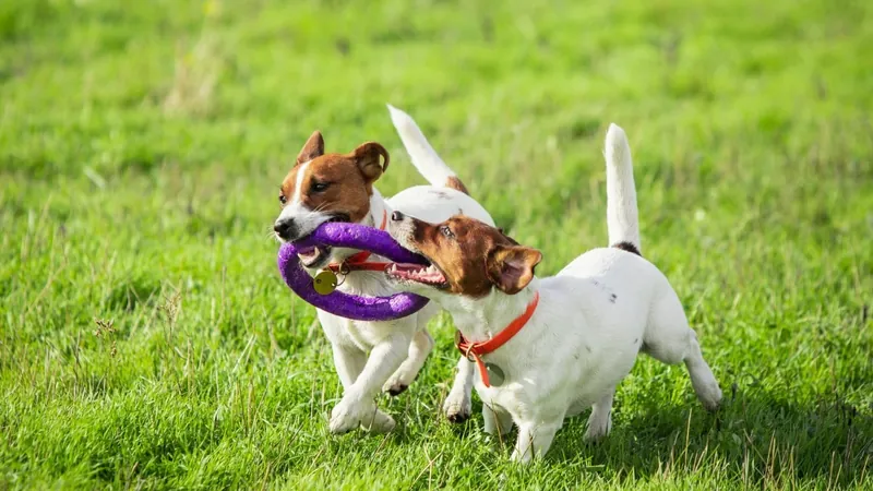 Dia do Pet: veja acessórios e brinquedos com desconto