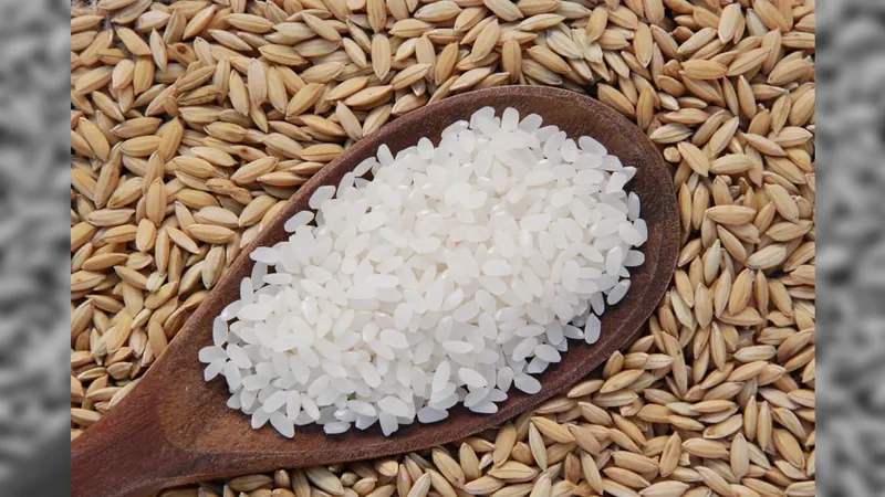 Colheita de arroz atinge 12% da área plantada no RS