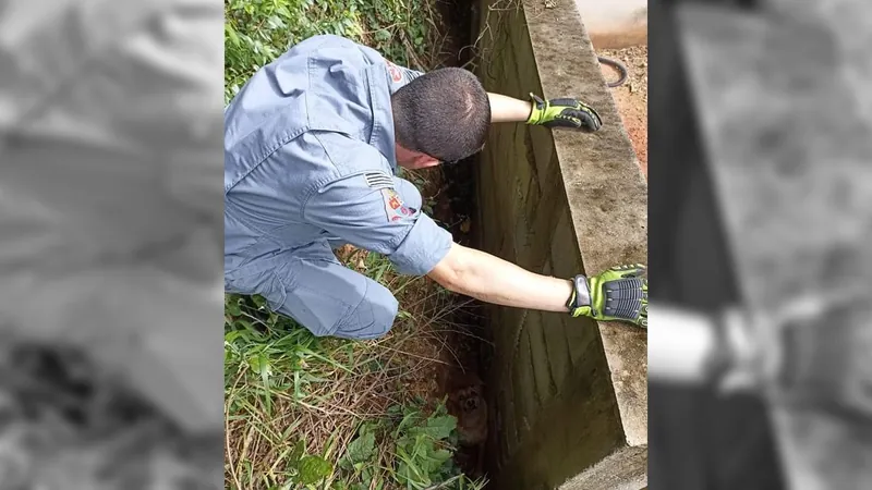 Bombeiros de Vinhedo resgatam cachorro que caiu em vala