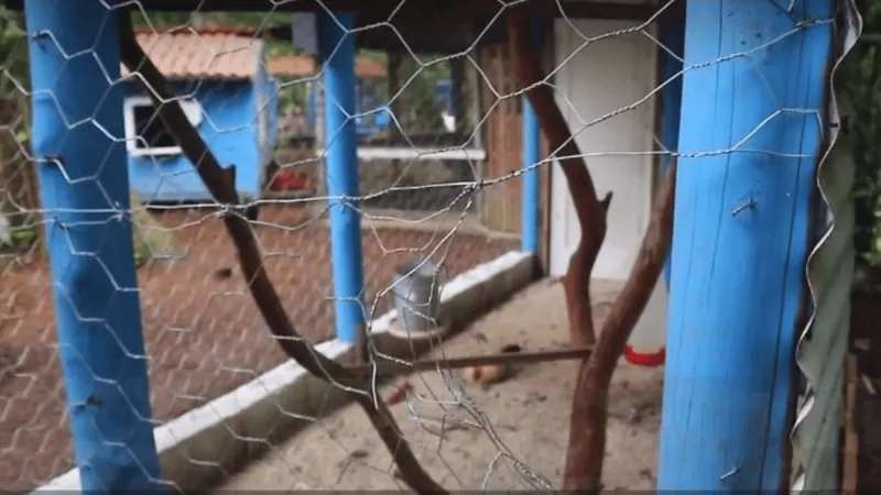 VÍDEO: Viveiro Municipal de São Sebastião é atacado por três cachorros