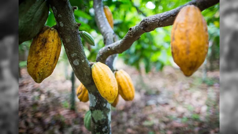 Brasil é reconhecido como país exportador de cacau de alta qualidade