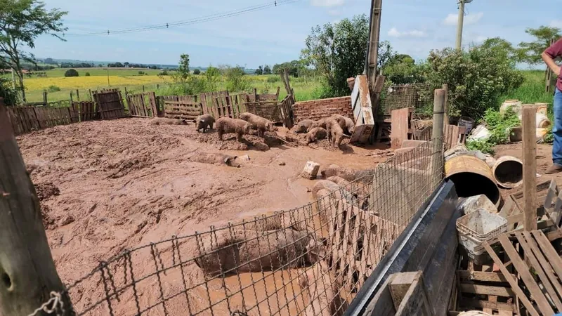 GM de Limeira localiza criadouro clandestino com 85 porcos