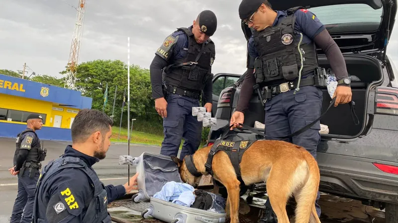 Foram apreendidos ainda 24 quilos de maconha