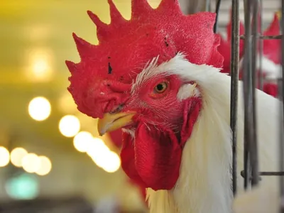 Gripe aviária: Estados Unidos já sacrificaram 92,34 milhões de aves