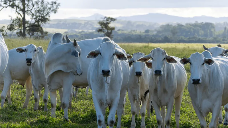 Pecuaristas sofrem impactos após suspensão das exportações de carne bovina