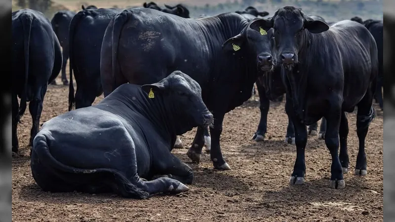 China suspende embargo à importação de carne brasileira