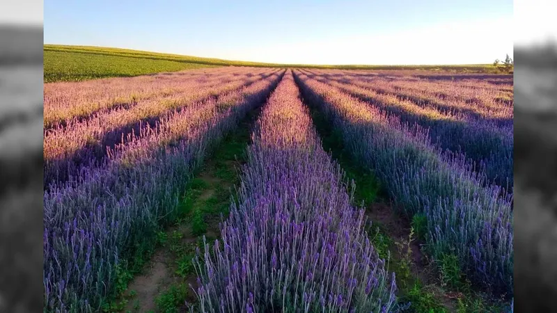 Turismo rural: Paraná cria a Rota da Lavanda