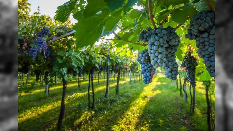 Uvas e vinhos podem ficar cada vez mais caros no mundo todo