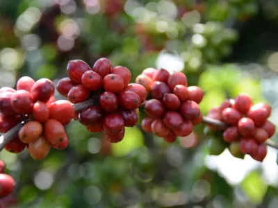 Café é uma fruta? Veja de onde vem a bebida que é símbolo do Brasil