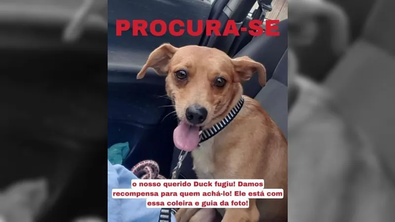 Serviço de Táxi Dog perde cachorro em Guaratiba, na Estrada do Mato Alto