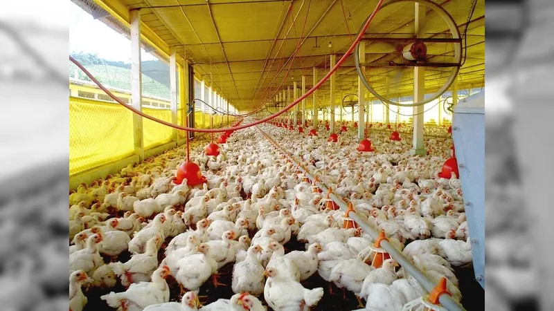 Brasil deve produzir 15 milhões de toneladas de carnes de frango em 2024