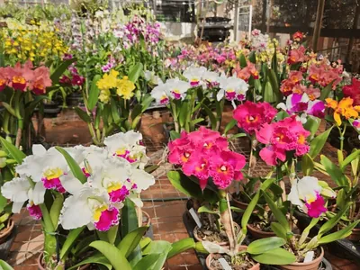 Cultivo de orquídeas gera renda e alivia o stress; assista à reportagem