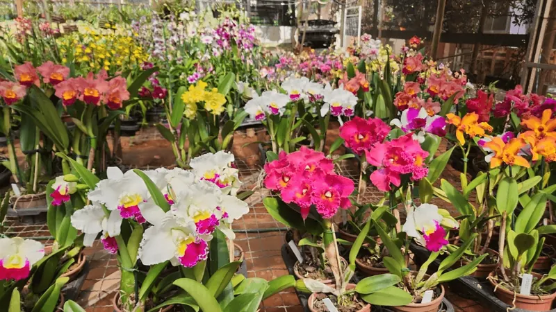 54ª Exposição Nacional de Orquídeas de Marília começa nesta sexta-feira (31)