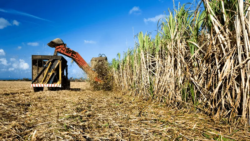 Produção de cana vai a 610,1 milhões de toneladas na safra 2022/23, aponta Conab