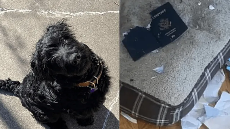 Cachorro come passaporte e dono perde viagem internacional