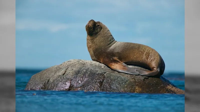 No Chile, mais de 1500 leões marinhos morrem por gripe aviária