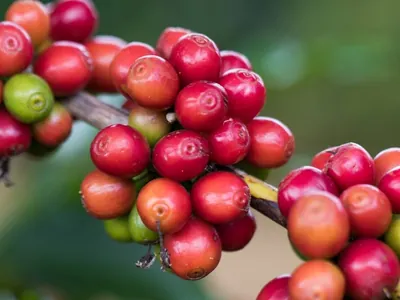 Boletim Agro+: mudanças climáticas afetam a safra de café; veja a reportagem
