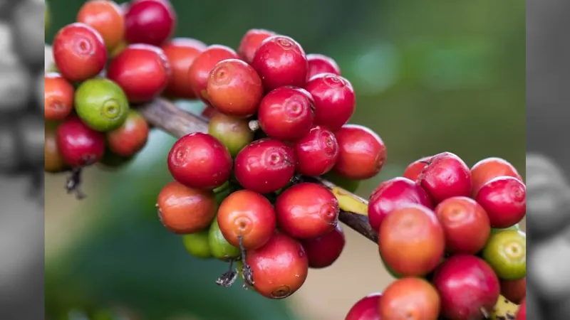 Colheita de café arábica avança em São Paulo e Minas