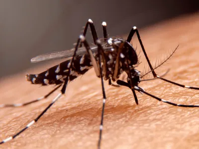 Sete bairros estão em alerta para dengue em Campinas
