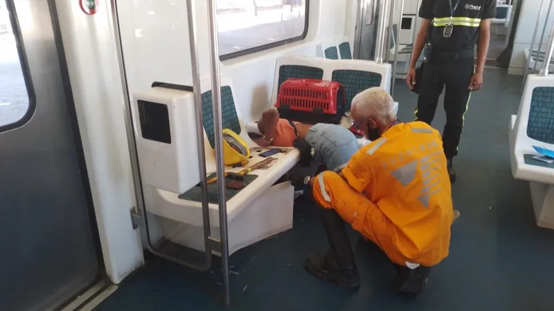 Gato foge da caixa e interrompe circulação de trens do ramal Santa Cruz