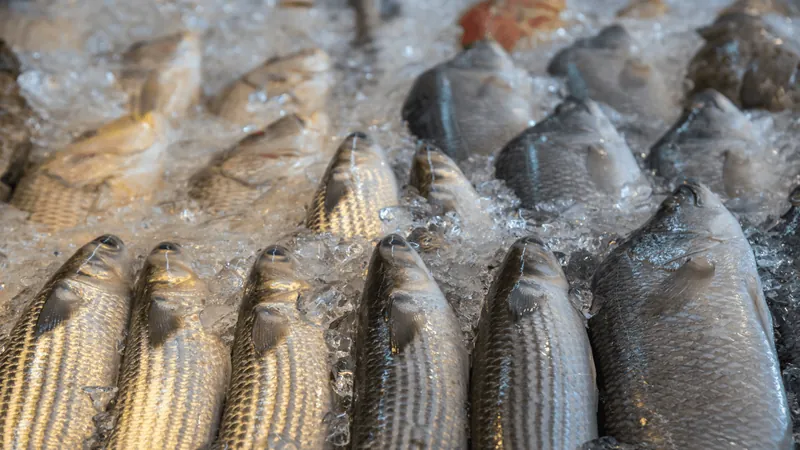 Vendas de pescados devem aumentar 5% nesta Páscoa