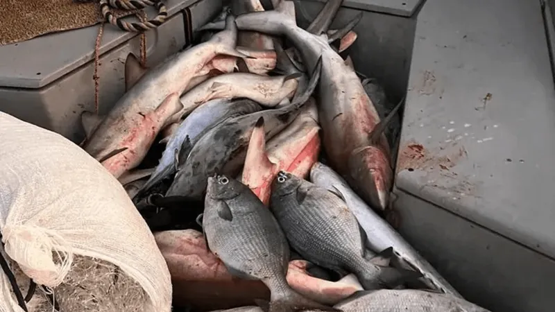 Homens são presos com 260kg de pescado ilegal em Ilhabela