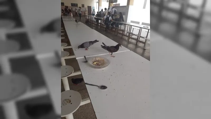 Pombos continuam invadindo refeitório da escola Nilo Peçanha, em Niterói