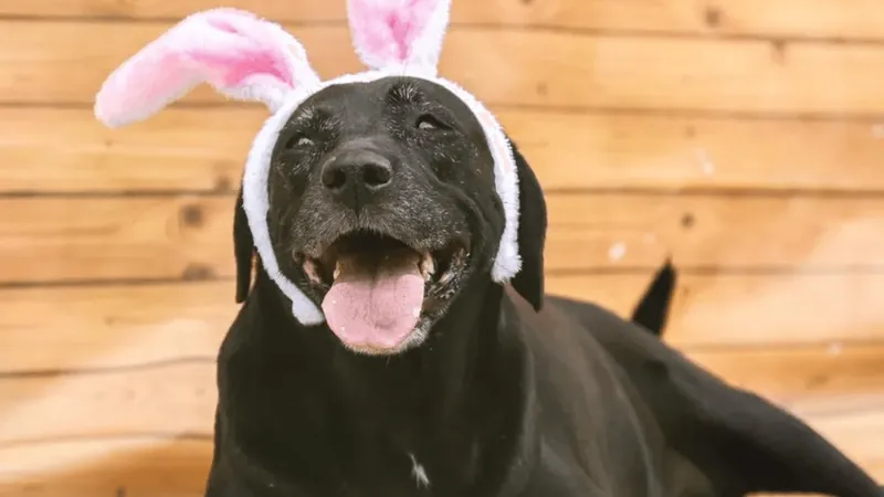 Cachorros viram coelhos da Páscoa para incentivar adoção em Jacareí