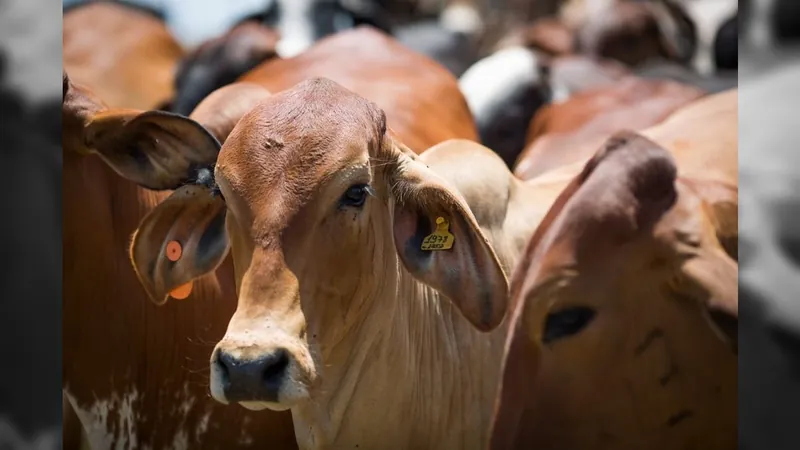 Produtividade pecuária no Brasil atinge 4,77 arrobas por hectare, aponta Rally