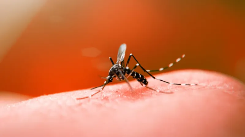 Campinas confirma primeira morte por dengue de 2023