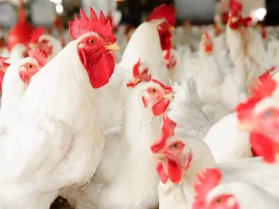 Exportações de carne de frango têm alta de 10,5% em abril