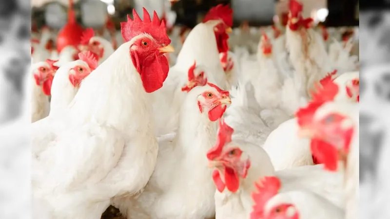Uso de hormônios na criação de frangos é proibido