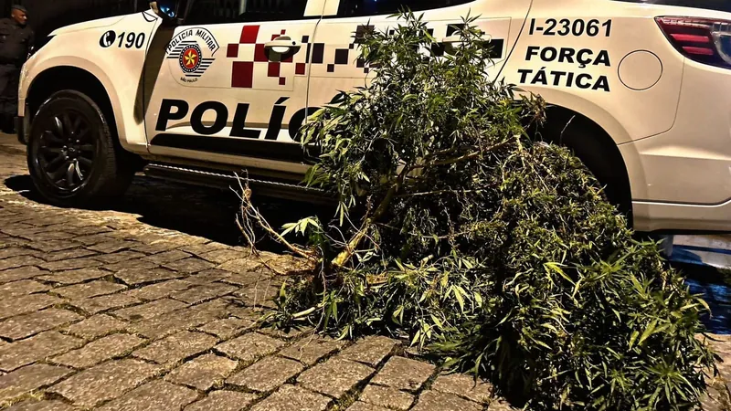 Polícia Militar apreende plantação de maconha em Lorena