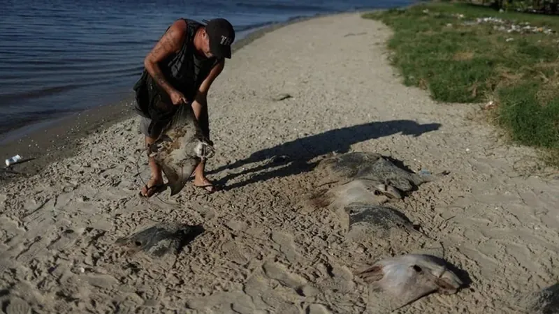 Autoridades investigam causa de morte de 100 arraias no Rio de Janeiro