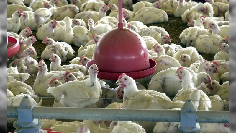 OMS reporta primeira morte por gripe aviária H3N8 no mundo