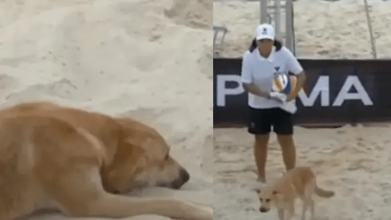 Cachorro caramelo invade quadra e paralisa jogo de vôlei de praia em SC