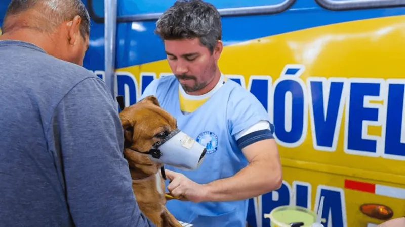 Inscrições para castrar cães e gatos começam nesta quarta (12) em São José