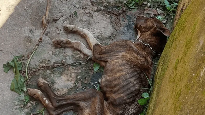 Homem é preso por maus tratos contra cachorro em São José dos Campos