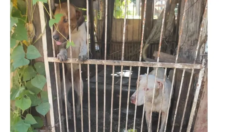 Idoso é preso por maus-tratos aos animais em Lucélia