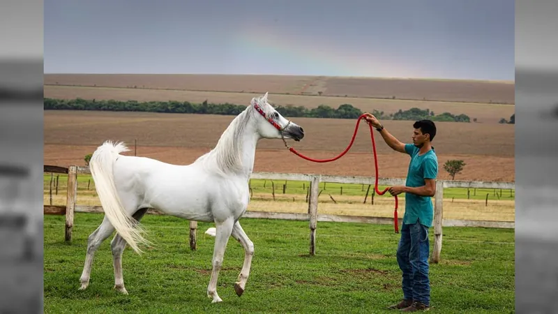 Argentina abre mercado para embriões congelados de cavalo